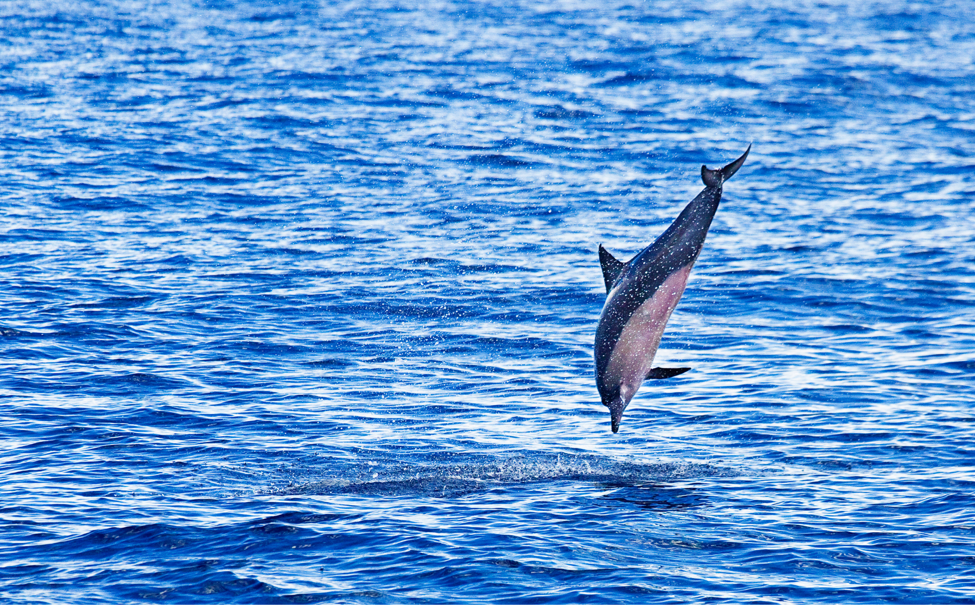 Avvistamento delfini Capo Figari