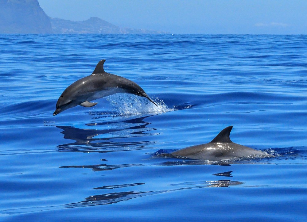 Dolphins swimming near Tavolara Island during a boat tour